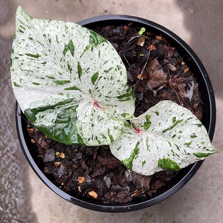 10-1112薄荷糖广东现货