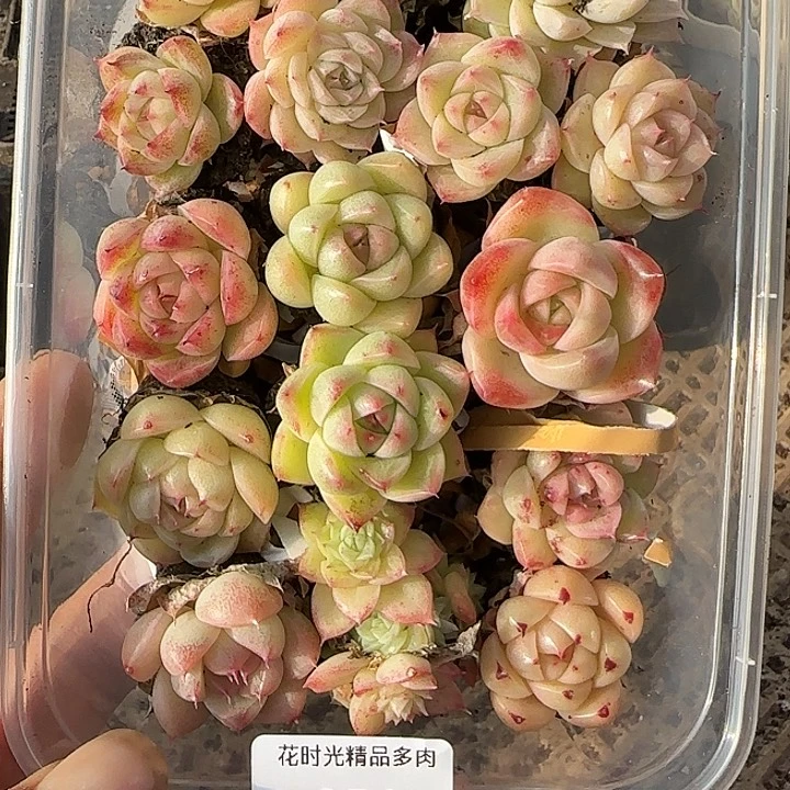 花时光精品多肉256