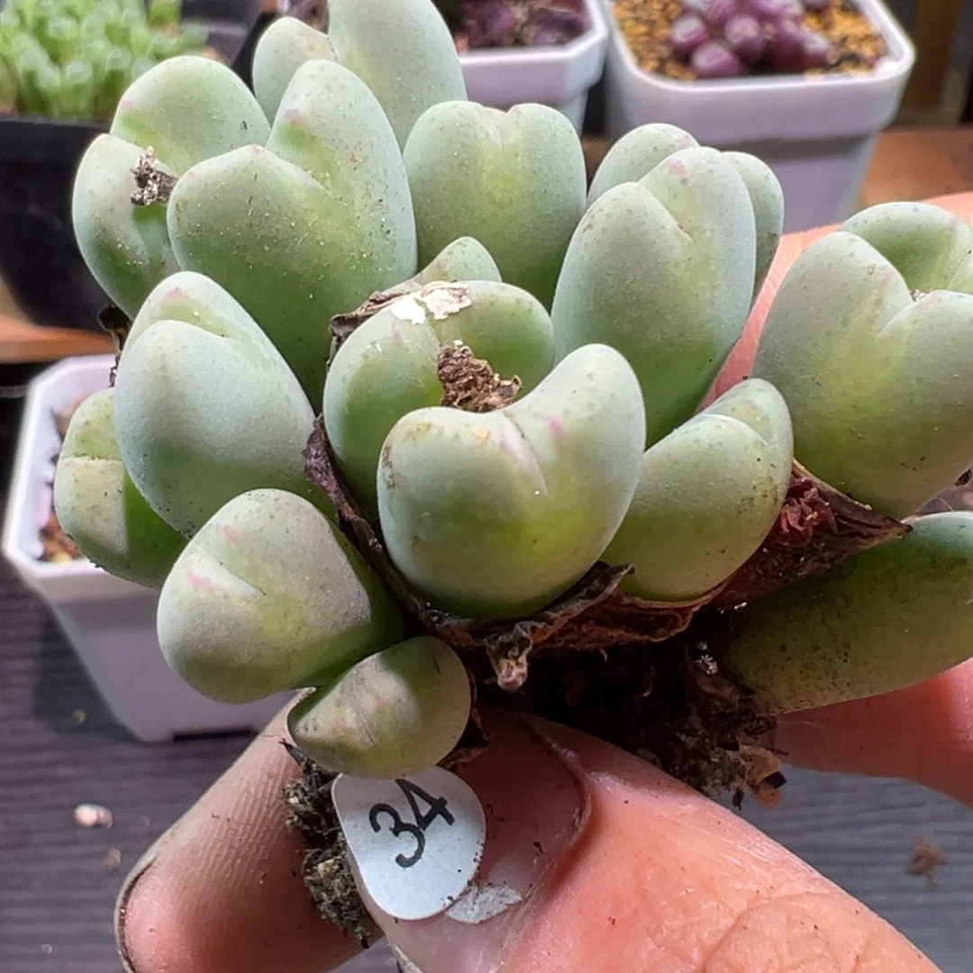 多肉植物11111111111111