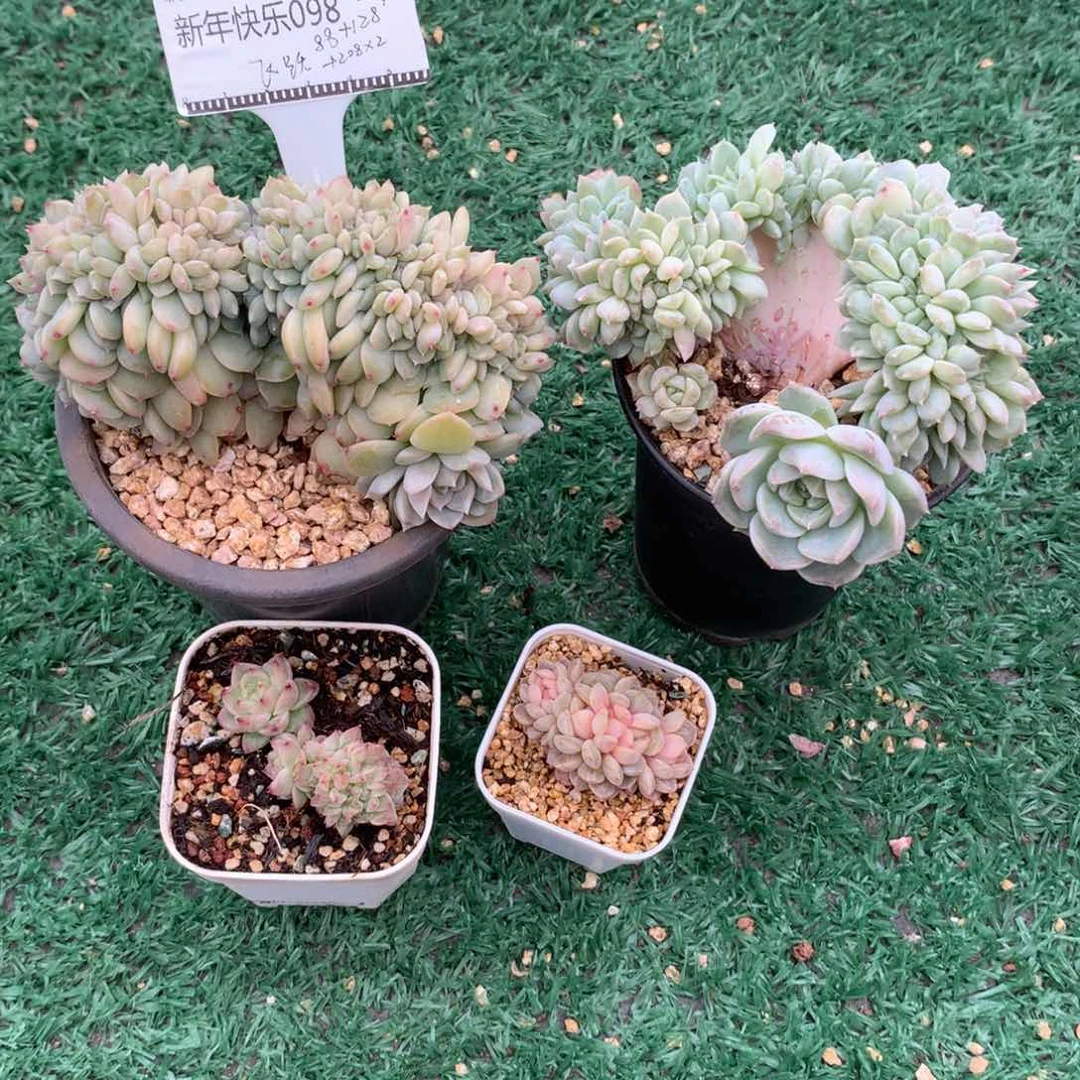 飞**嘎缀化糖心精品多肉