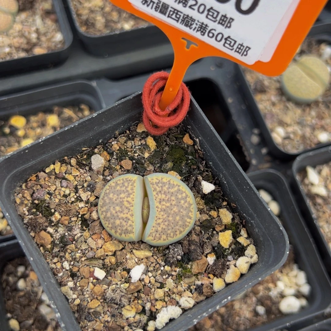 800 一物一拍，默认有伤，介意勿拍，不退不换