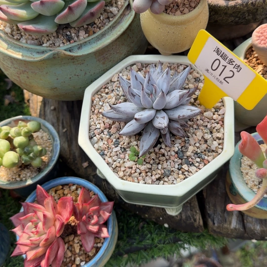水****多肉植物原始魔爪