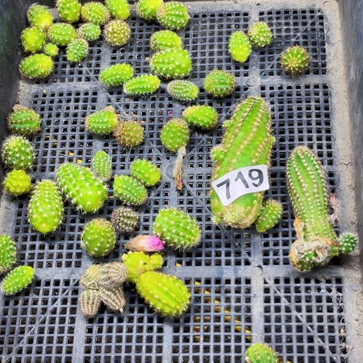 719白檀一物一图如图