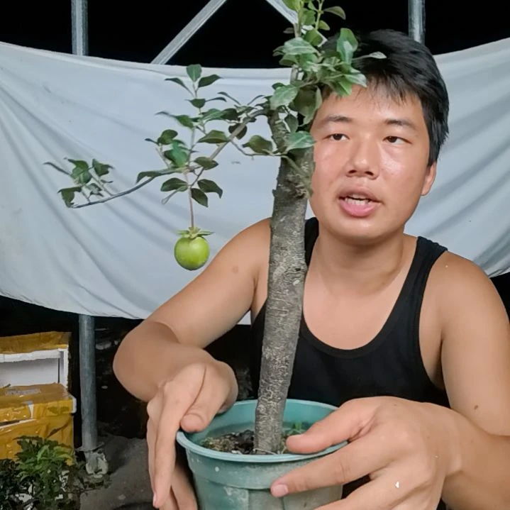 2***1无花朵金弹子树木园艺