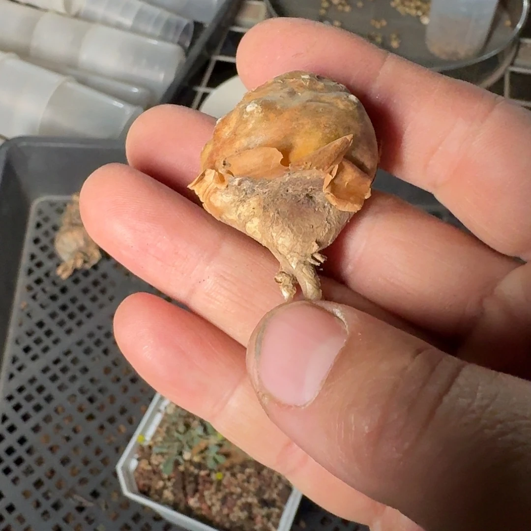 （开普敦厚敦菊）黑鬼殿厚敦菊