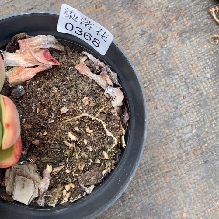 防****精品多肉植物0368