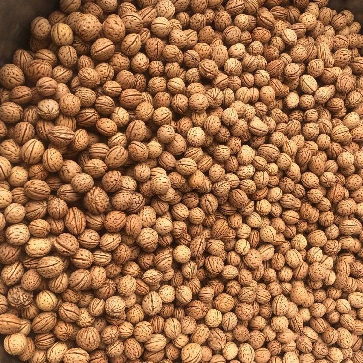 野生山桃核枕头填充物散子