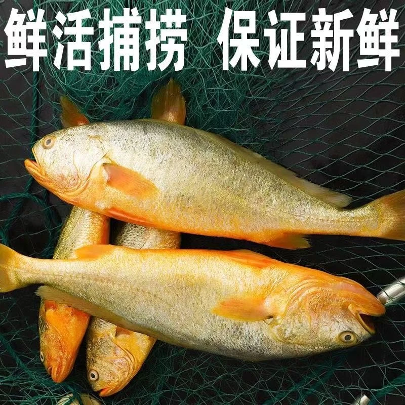 单条7-8两 生态海捕深海半野生黄花鱼 活鱼速冻独立真空包装顺丰
