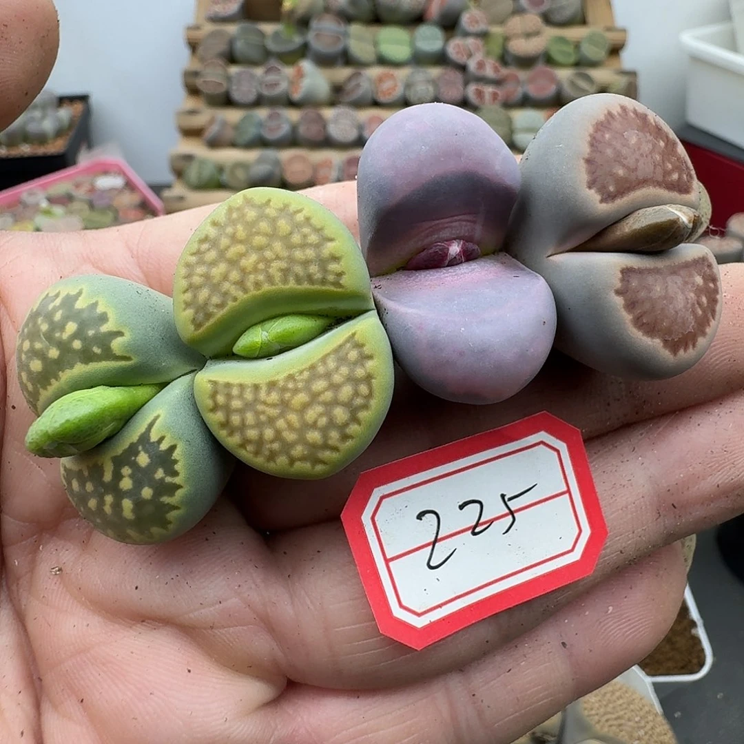 225多肉哈哈哈哈哈哈