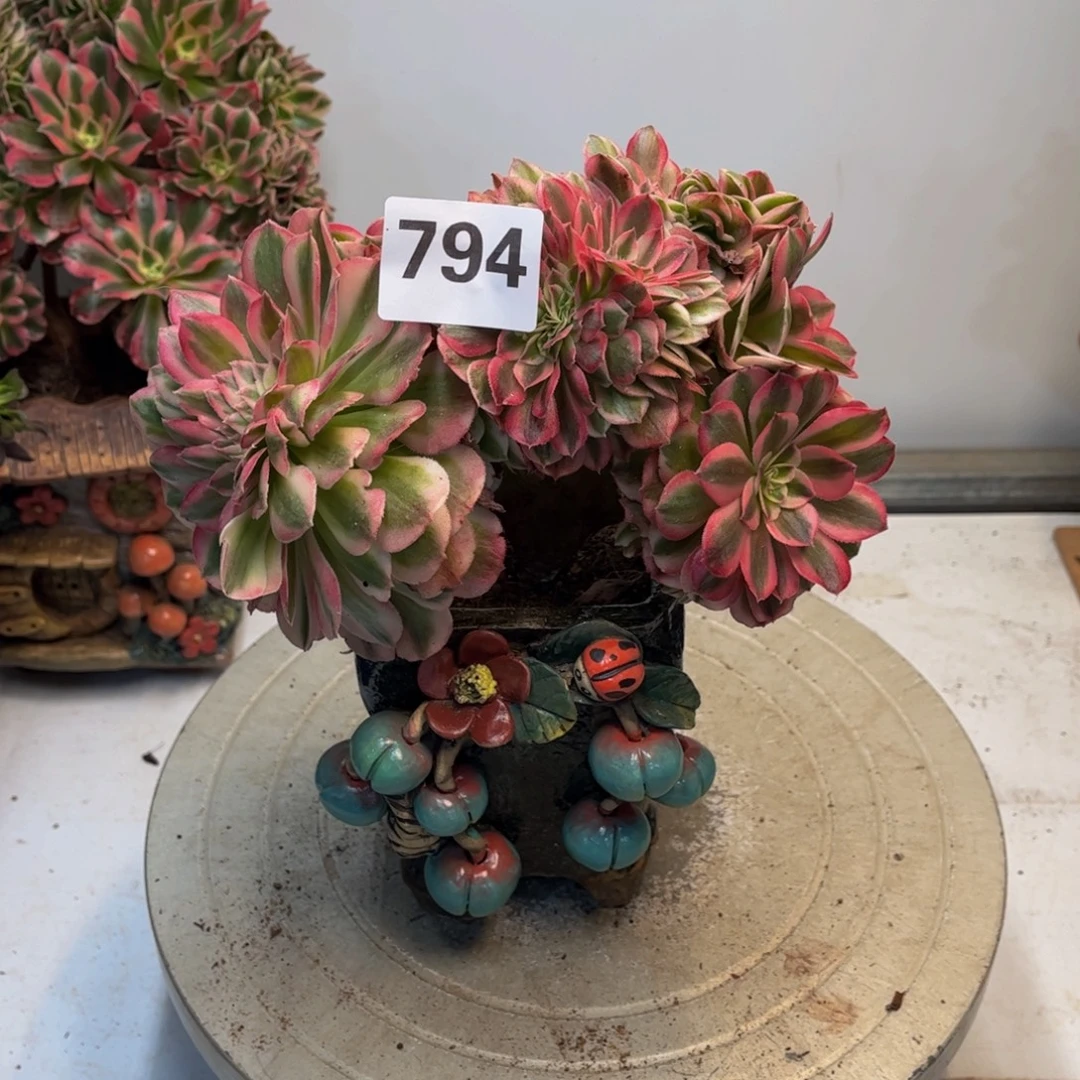 多肉植物倾城缀794