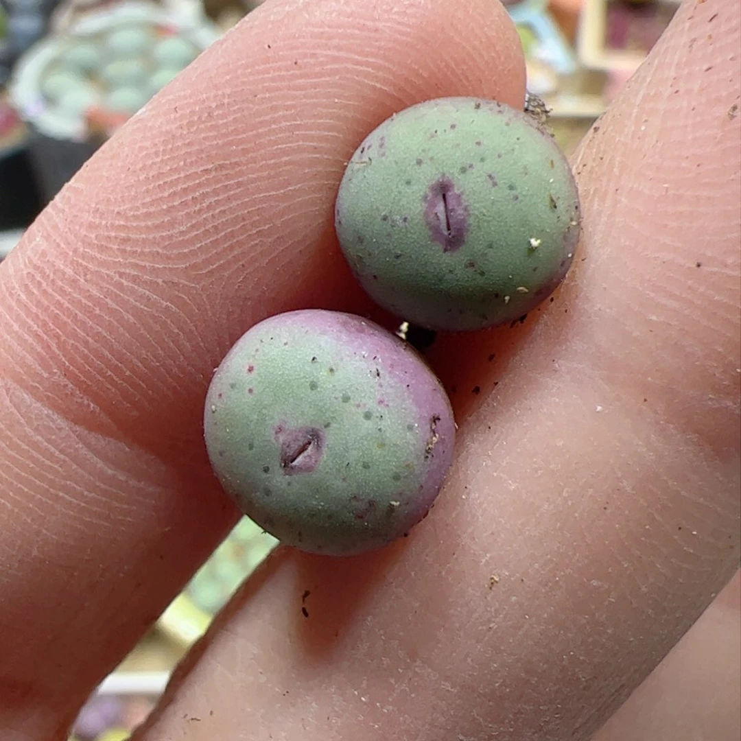 【闪购商品】244 红嘴x2