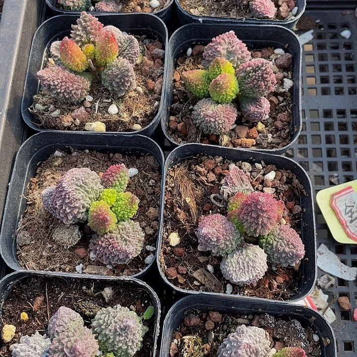 珠子玉带盆土发货