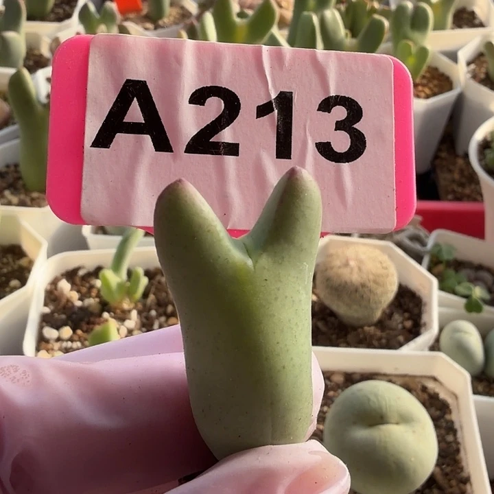213mmmmmmmmmmmmmmmm