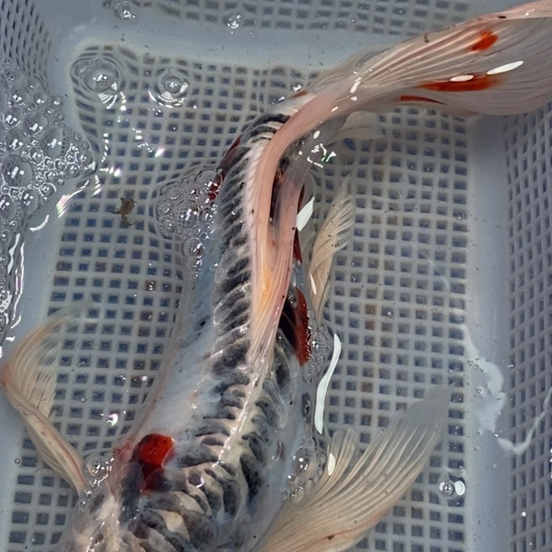 锦鲤锦鲤 开衩掉麟充血属于正常情况 介意别拍