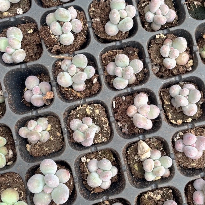 彩虹奶单头发3颗随机发满18