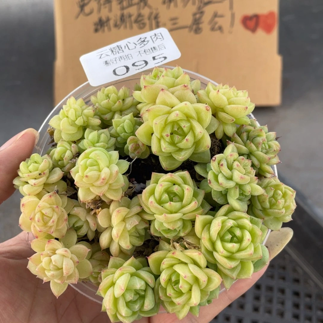 云糖心多肉植物95