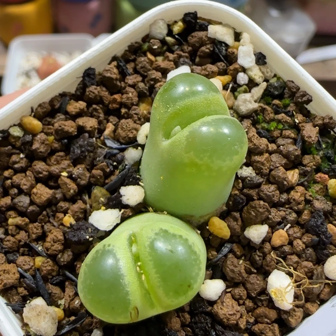 11.26。     .74风铃。     2060