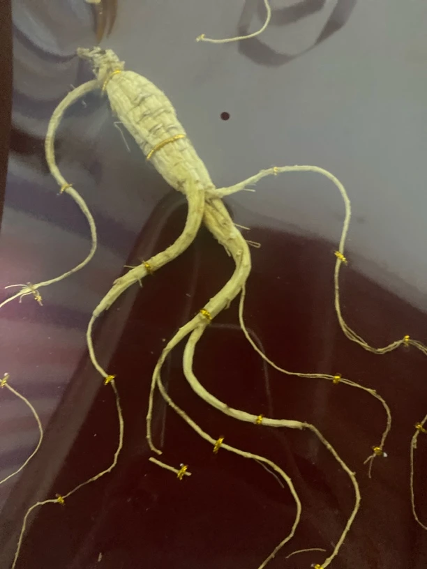 【莎莎专属土特产】人参菇1克起