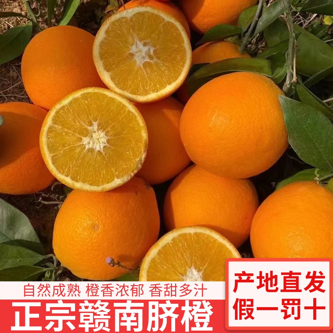正宗赣南脐橙不催熟不打蜡橙香浓郁香甜多汁现摘现发新鲜应季水果
