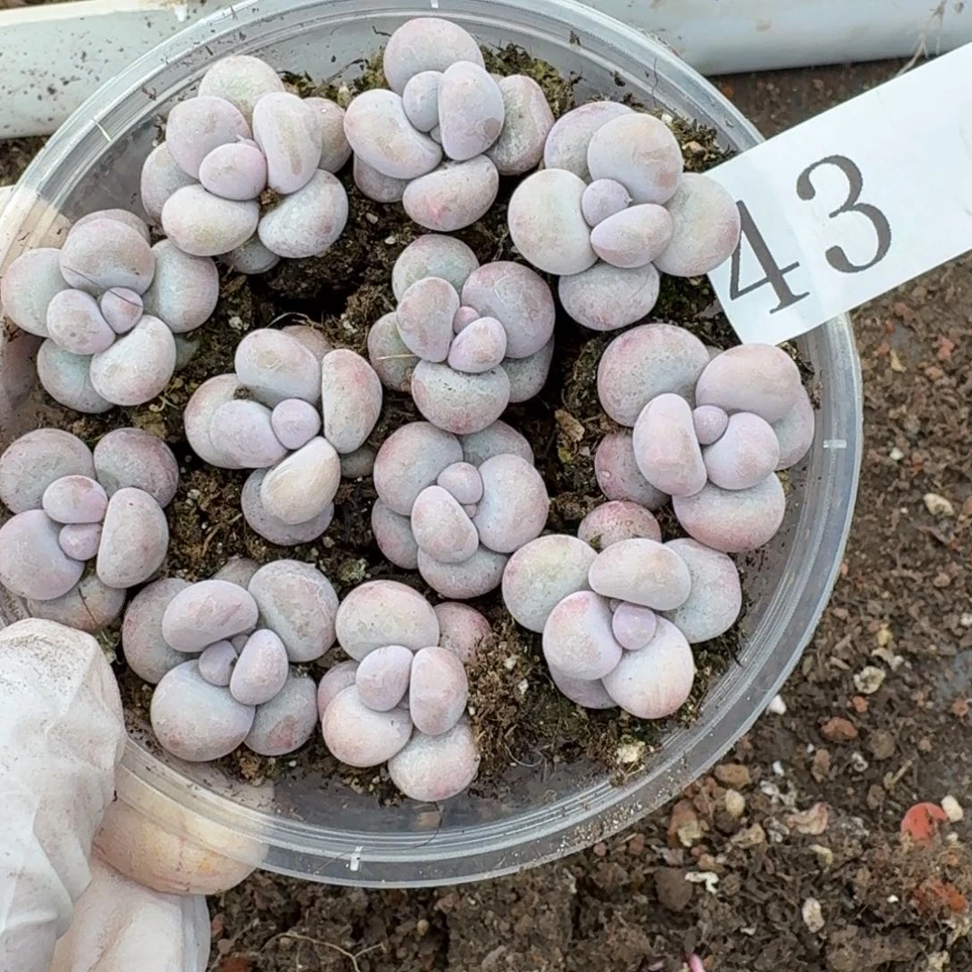 多肉植物多肉植物43