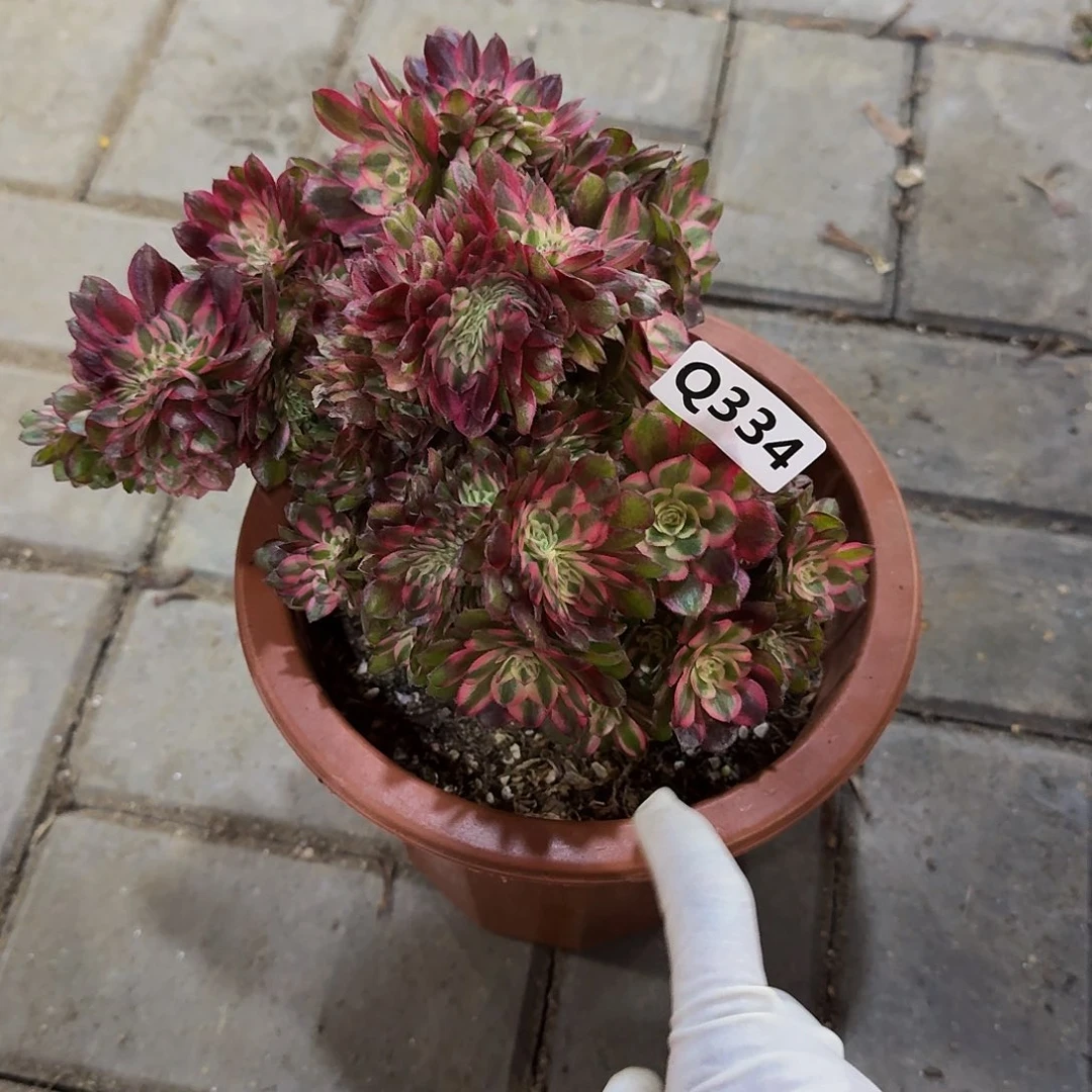 334荔枝缀44冠服22.3左右小颗的