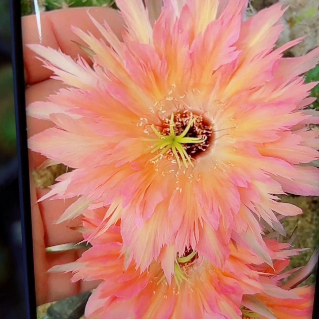 下92彩草77斑点歪无根侧芽4公分左右20包邮