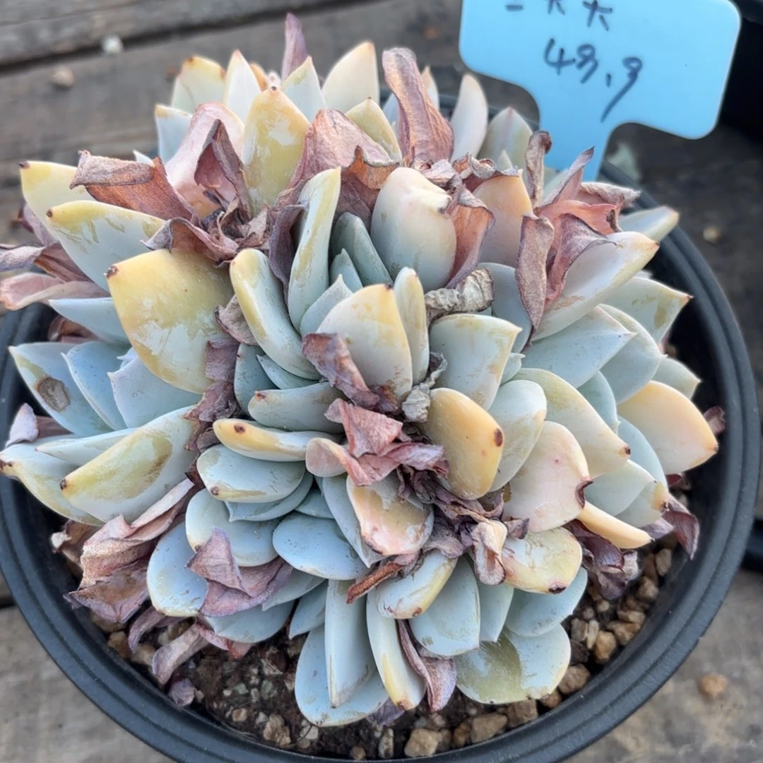 无花朵1111111111111