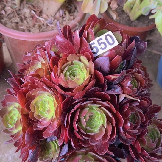 t***8多肉植物一个法师