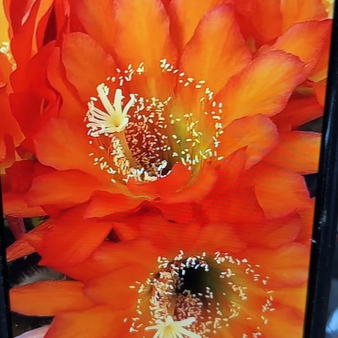 日落哪里侧牙20包邮56