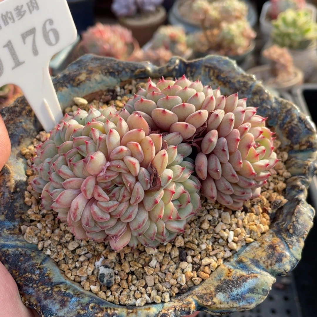 0176白胖子不带盆11厘米