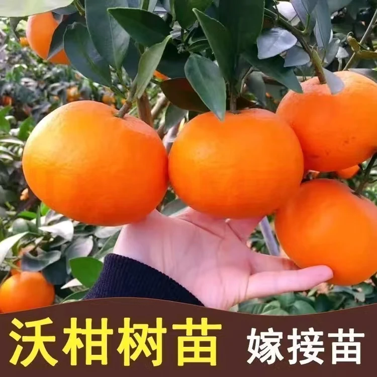正宗091无核沃柑苗嫁接沃柑苗 庭院阳台柑橘子苗盆栽地栽果树苗