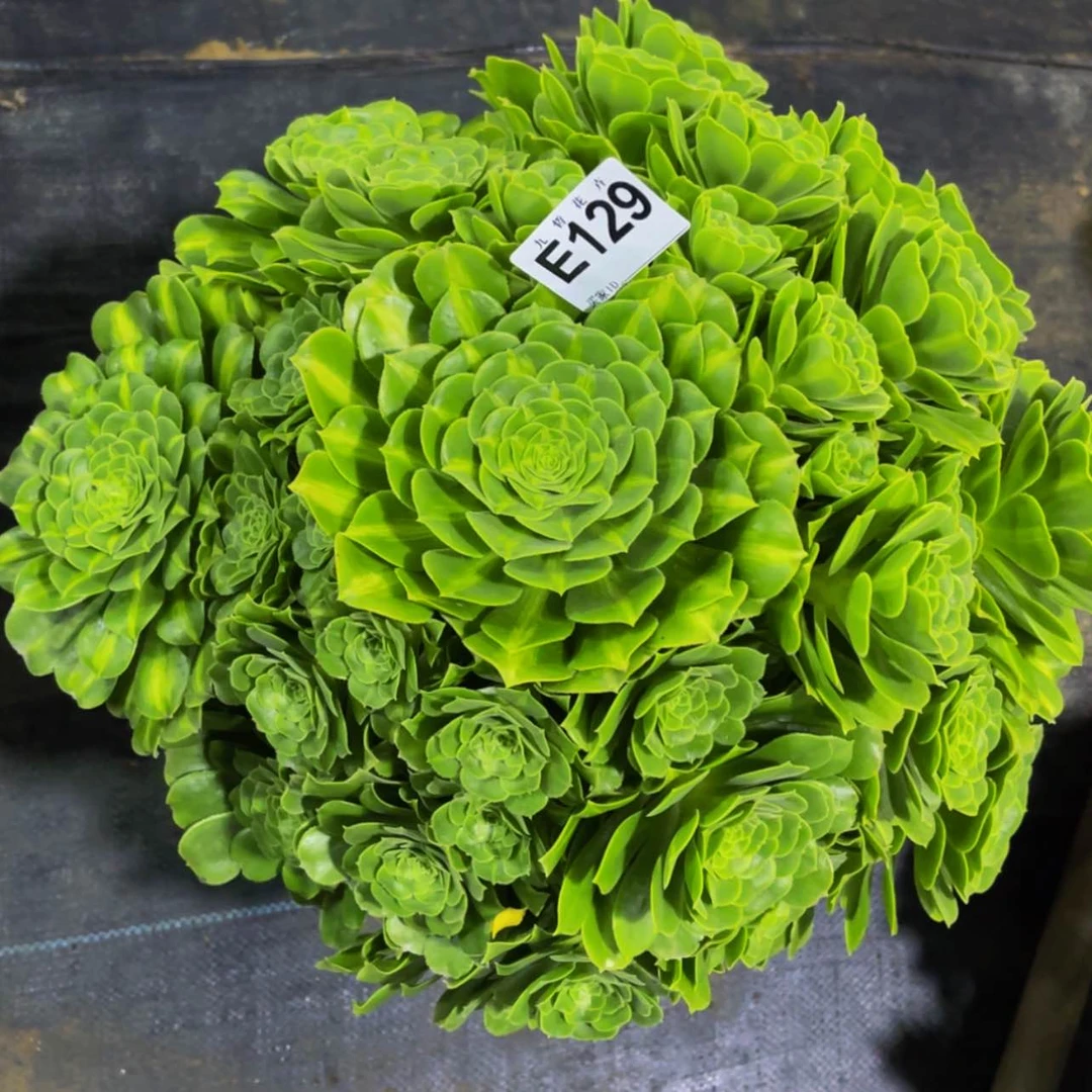 【闪购商品】12900