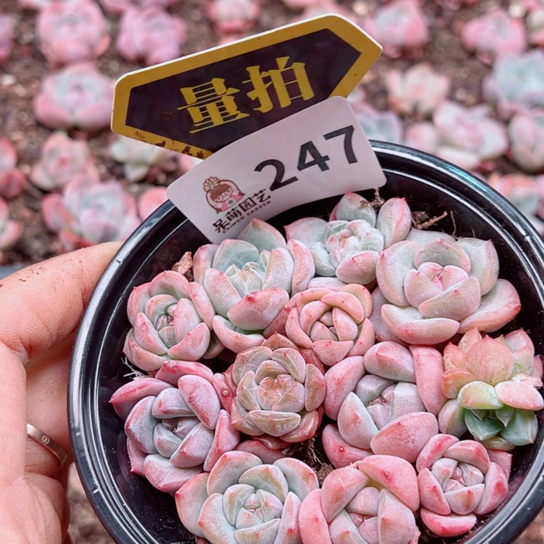 多肉植物多肉植物