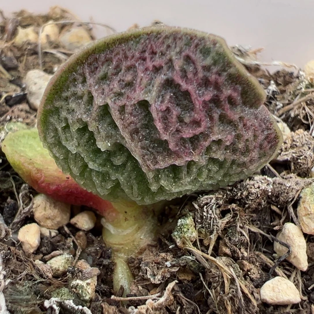 浮雕实生新品多肉植物水泡