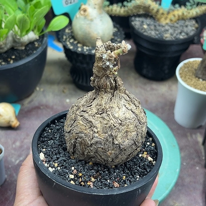 枯木杨奎产地多肉植物