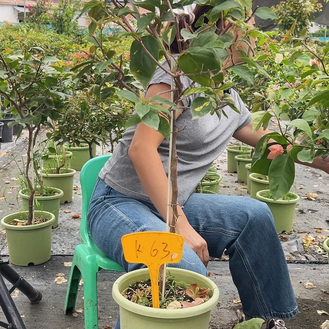 沐***.大部分花苞少量开放K63橙白