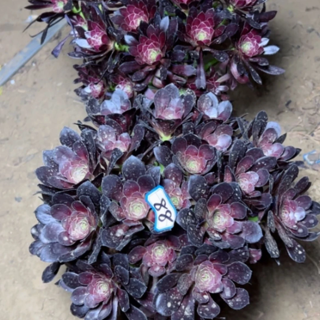 【闪购商品】多肉植物组合88