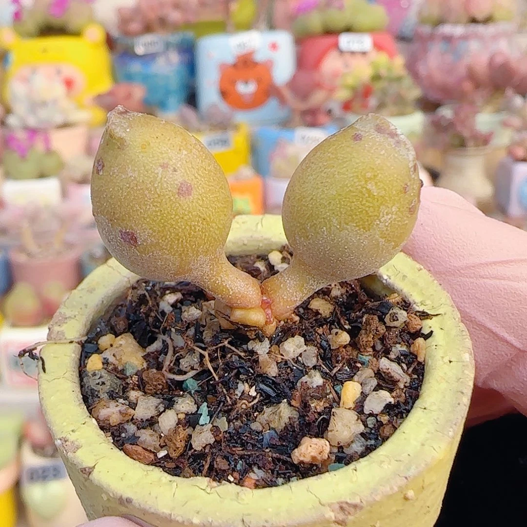 L 黄金豹 盆口3cm