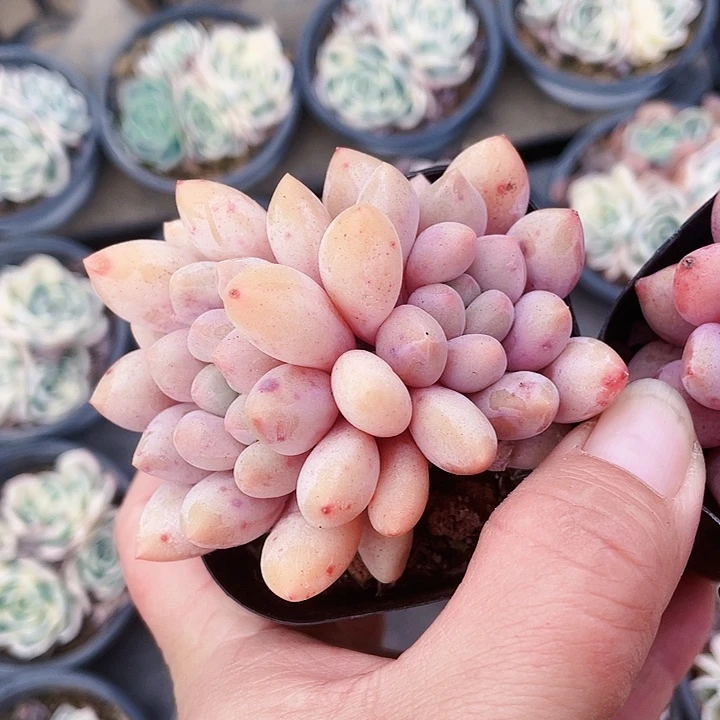 半夏15.88888999888