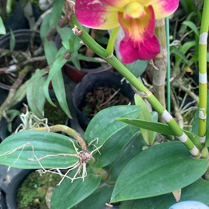 完全开放乐妹唇无花大小2苗裸根发带花花叶不包损