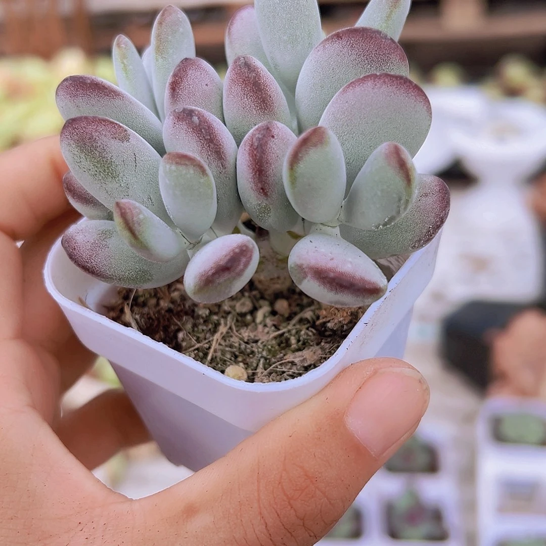 乒乓福娘带盆带土