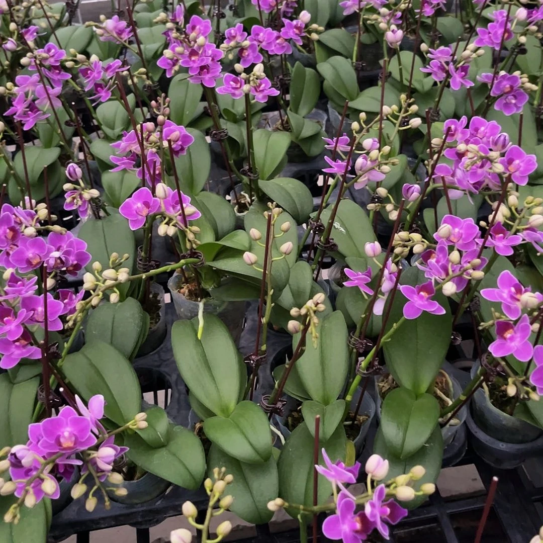 完全开放蝴蝶兰紫桐精灵开花