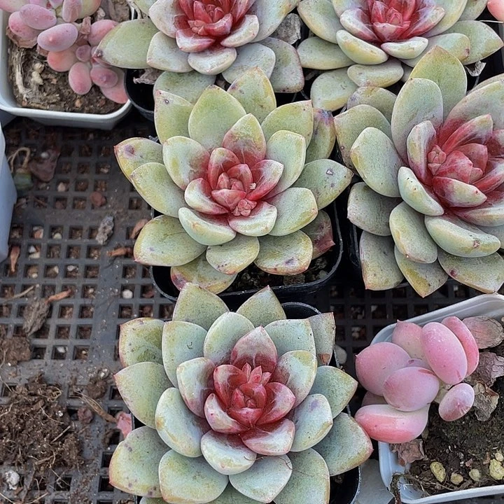 大德国香槟带盆土