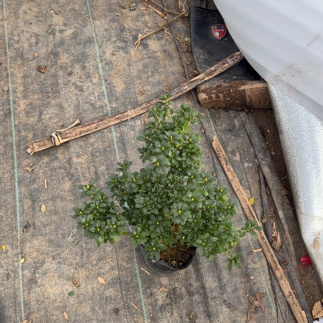 月***前完全开放司机小玫瑰