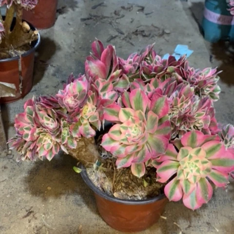 粉女巫缀多肉植物037