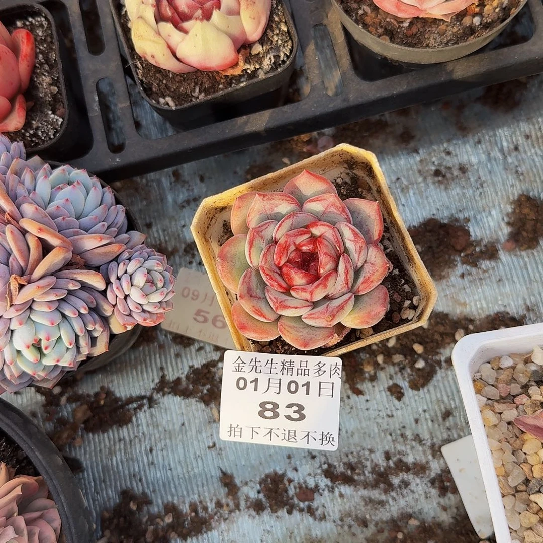 青***℃0101-83长相思单头