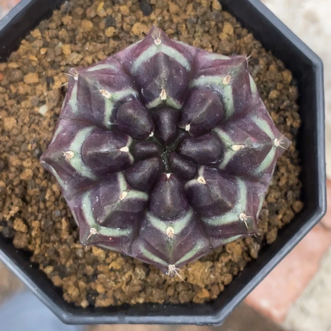 当前无花朵，栽培后可花朵梦想