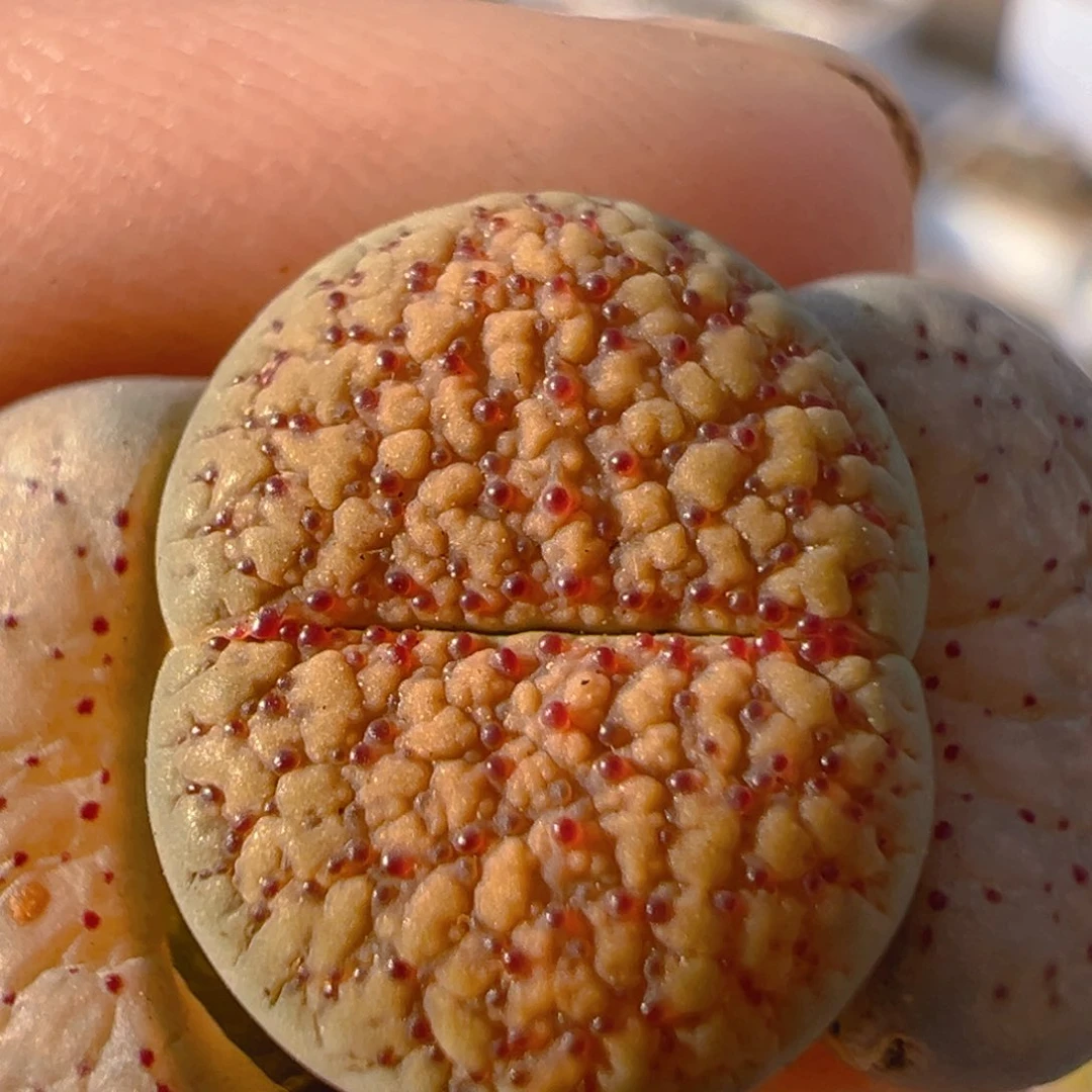 14多肉植物百科知识