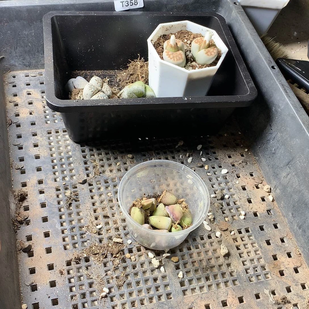 起****作T358多肉植物保护