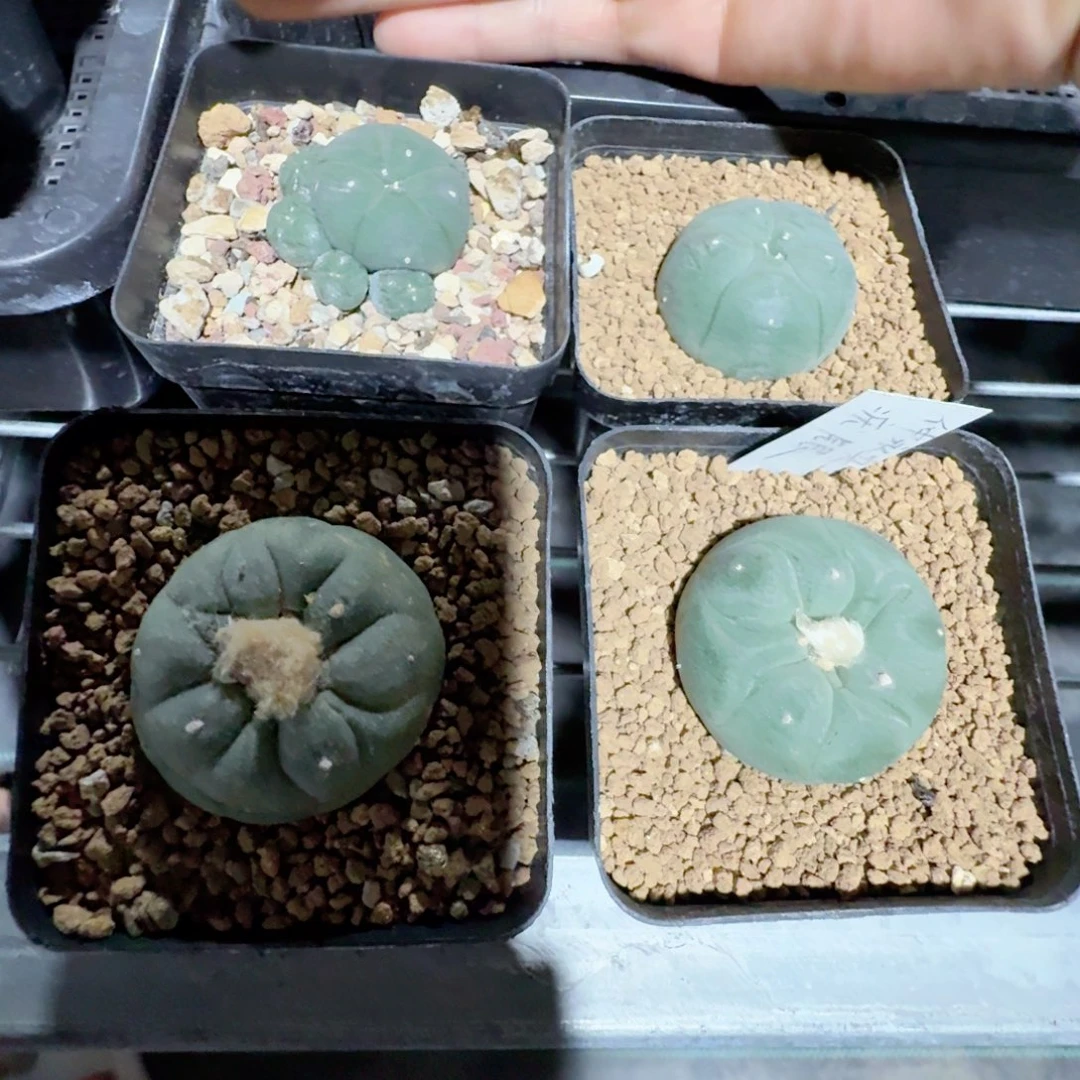 一***渡实生海鲜四颗脱土发货